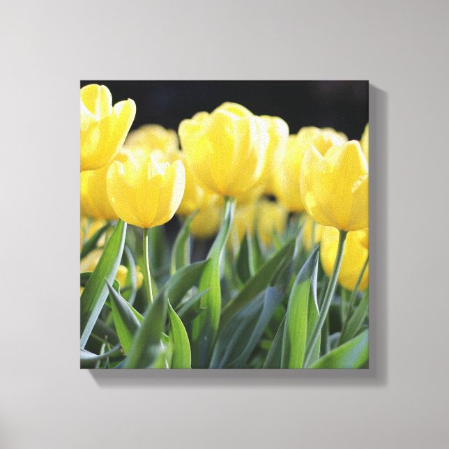 Canvas Art-Yellow Tulips (Front)