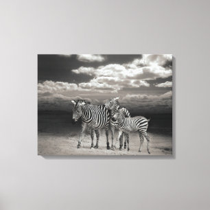 Canvas Art-Zebras Print