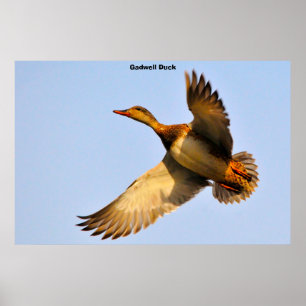 Canvas Back Duck Poster