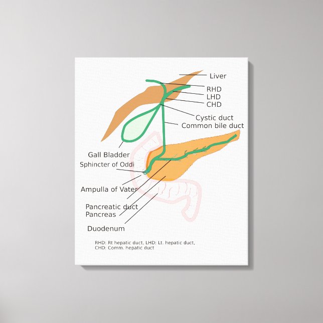 Canvas Biliary System Diagram Chart Gall Bladder  Print (Front)