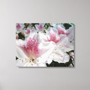 Canvas Decorative Art Pink White Azalea Flowers Print