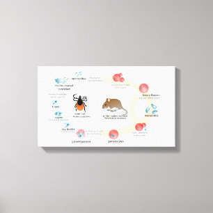 Canvas Diagram Babesia microti life cycle