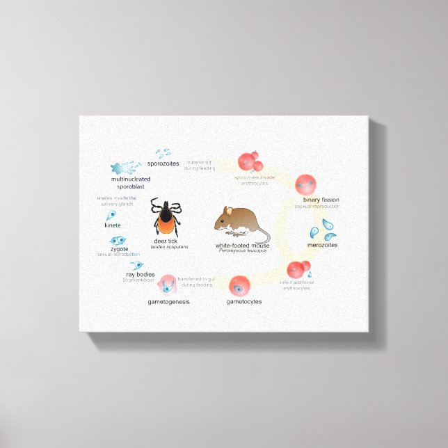 Canvas Diagram Babesia microti life cycle Print (Front)