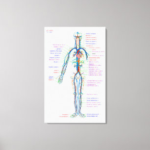 Canvas Diagram Human Circulatory System Arteries 