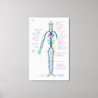 Canvas Diagram Human Circulatory System Arteries