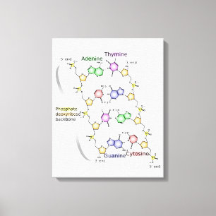 Canvas Diagram of the Chemical structure of DNA Print