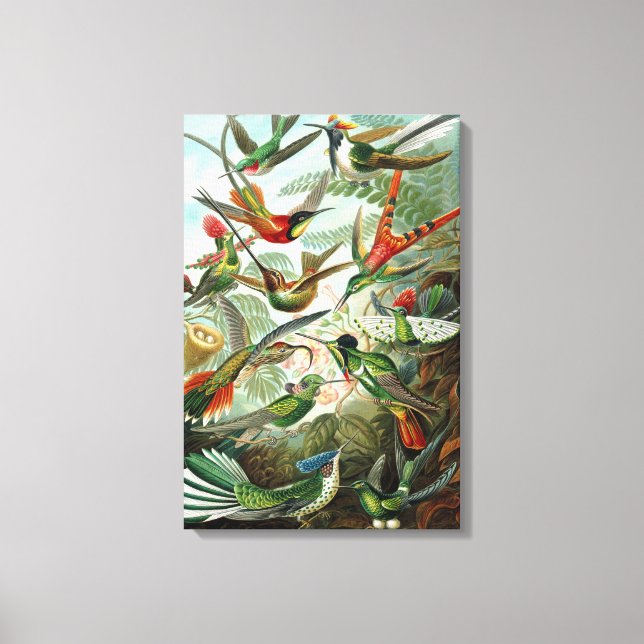 Canvas Ernst Haeckel Trochilidae Hummingbird (Front)