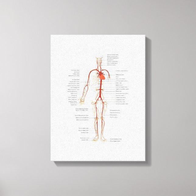 Canvas Human Circulatory System of Arteries Print (Front)