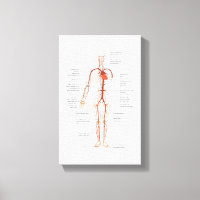 Canvas Human Circulatory System of Arteries