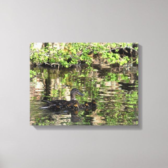 Canvas: Mallard Duck and Ducklings Canvas Print (Front)