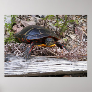 Canvas Poster sized Painted Turtle on Land