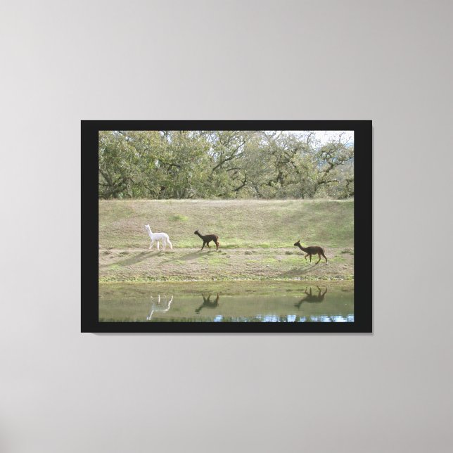Canvas print - Alpacas on the Hill (Front)
