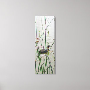 Canvas Print - American Coot in Reeds