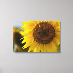 Canvas Print - Beautiful Yellow Sunflower Closeup