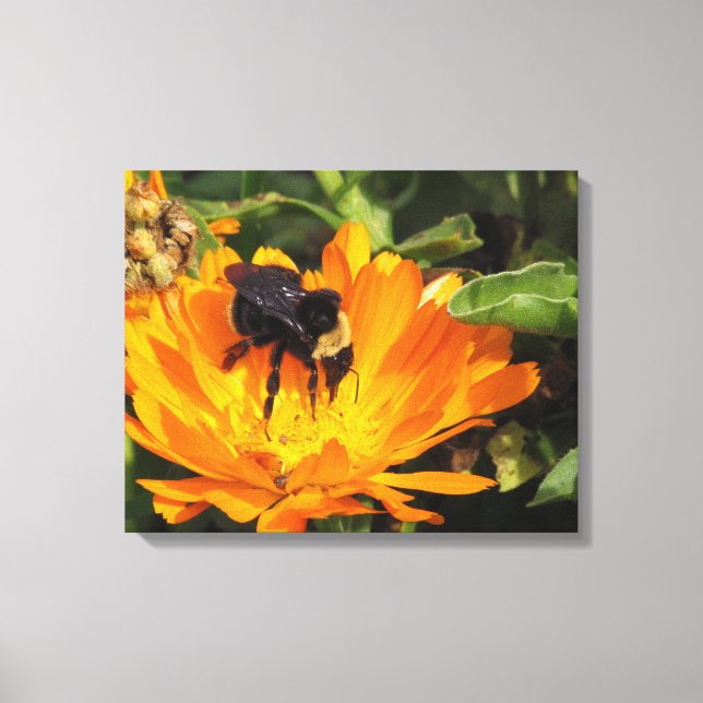 Canvas Print - Calendula and Bee (Front)
