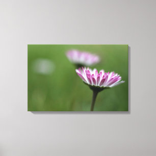 Canvas Print Daisy Elegance