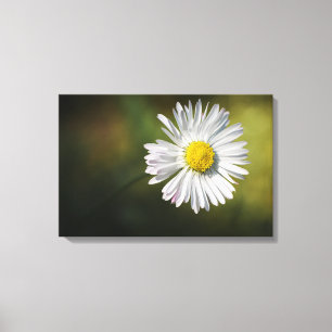 Canvas Print - Daisy Flower