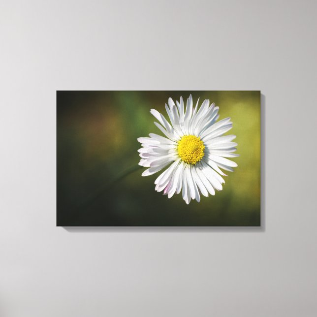 Canvas Print - Daisy Flower (Front)