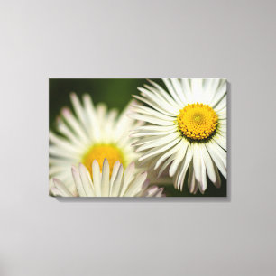 Canvas Print Daisy Flowers Photography