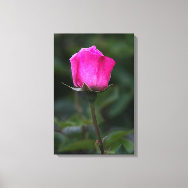Canvas Print Elegant Pink Rosebud  (Front)
