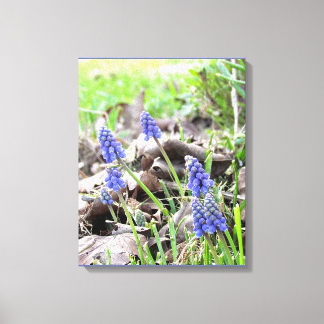 Canvas Print - Grape Hyacynth (Front)