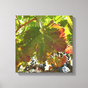 Canvas print - Grape vines