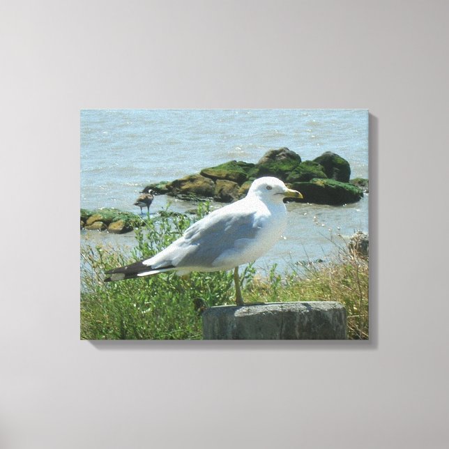 Canvas Print - Gull on Piling (Front)