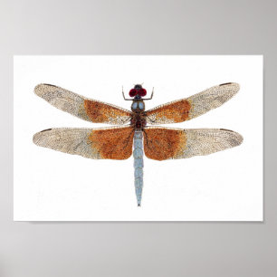 Canvas Print of a Dragonfly