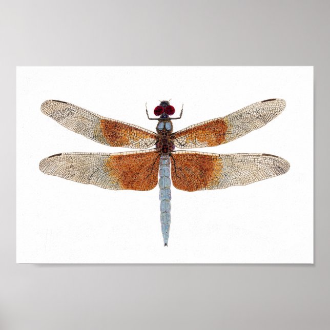 Canvas Print of a Dragonfly (Front)