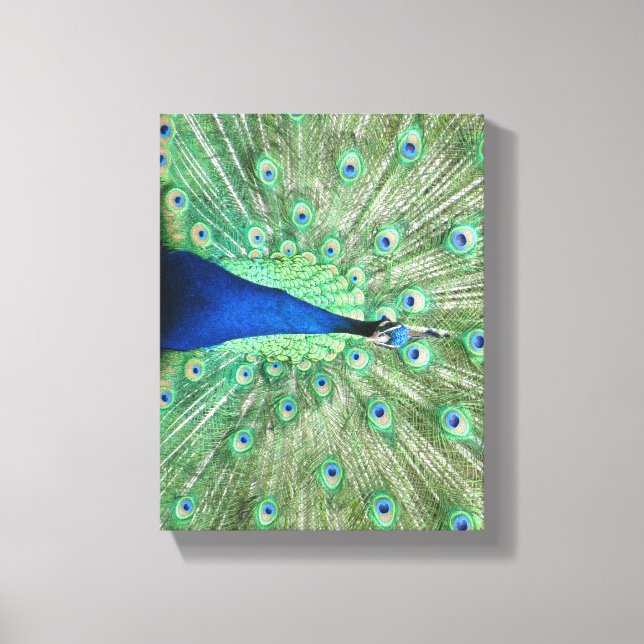 Canvas print - Peacock with fanned tail (Front)
