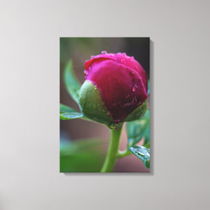 Canvas Print Peony Flower Bud After The Rain