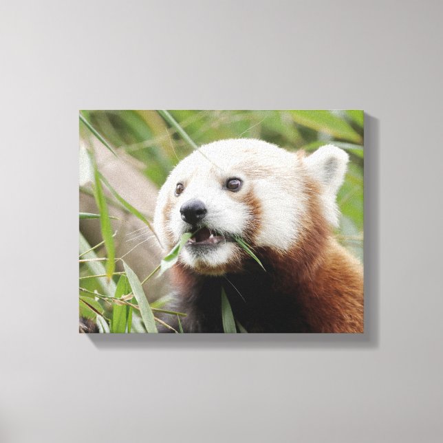 Canvas Print Photo red panda , animals 0172. (Front)