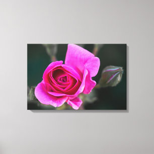 Canvas Print Pink Rose And Buds Photograph