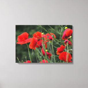 Canvas Print Poppies Floral Photography