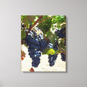 Canvas Print - Purple Grapes on Vine