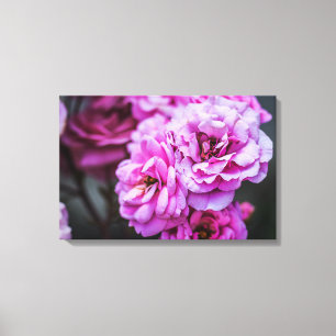 Canvas Print Soft Pink Roses