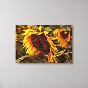 Canvas Print Sunflower Elegance
