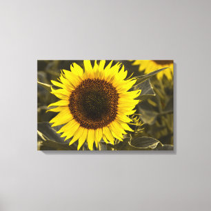Canvas Print Sunflower In Field Photograph