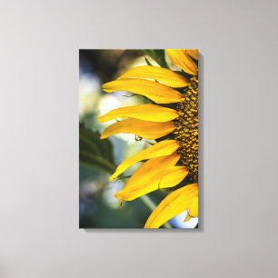 Canvas Print Sunflower Rain With Drops Photography