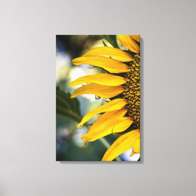 Canvas Print Sunflower Rain With Drops Photography (Front)