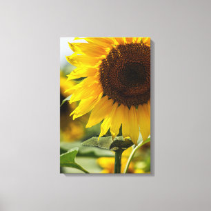 Canvas Print - Sunflower Summer Vibrance