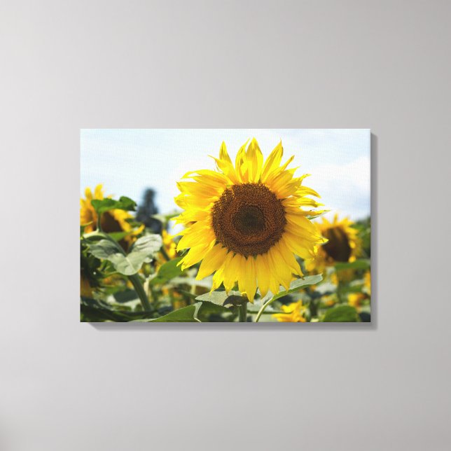 Canvas Print - Sunflower Vibrance (Front)