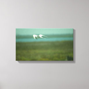 Canvas Print - Tern in Flight (v.2)