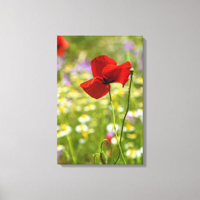 Canvas Print - The Red Poppy (Front)