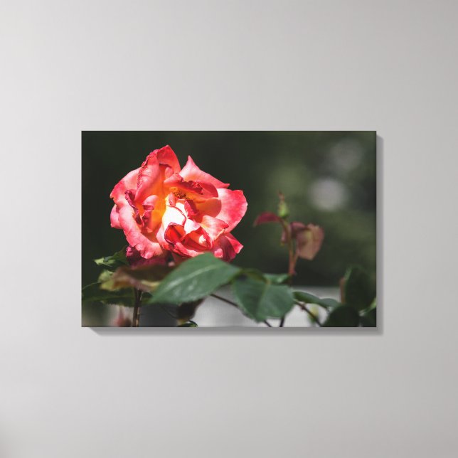 Canvas Print The Withering Rose (Front)