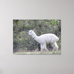 Canvas print - White Alpaca