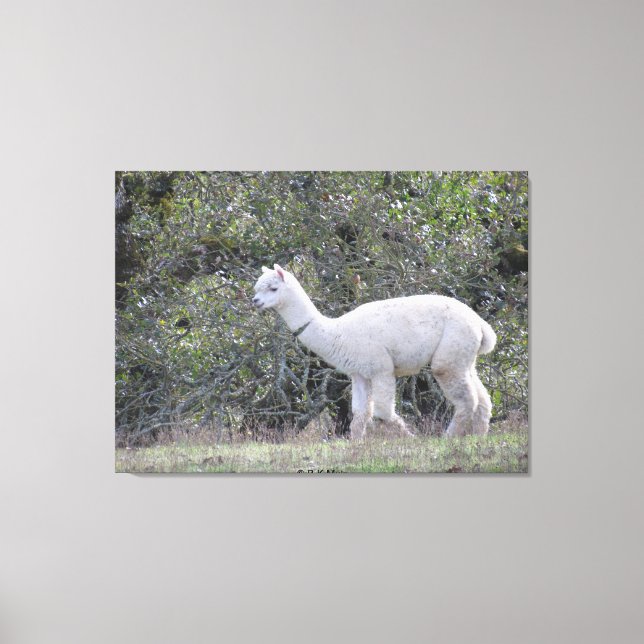 Canvas print - White Alpaca (Front)