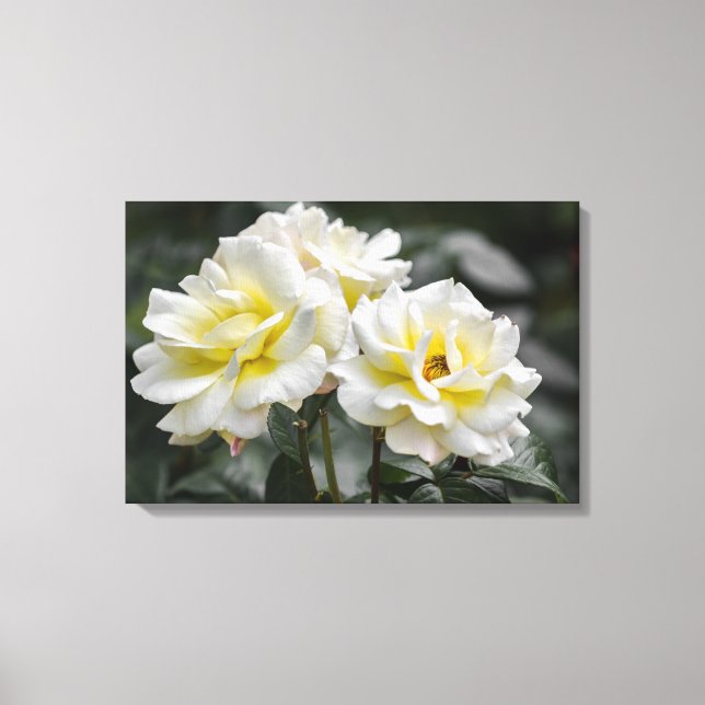 Canvas Print White Roses Photography (Front)