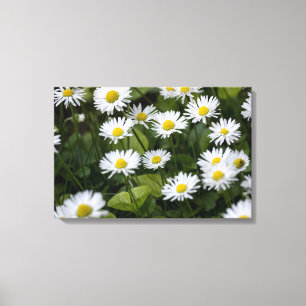 Canvas Print Wild Daisies Photography