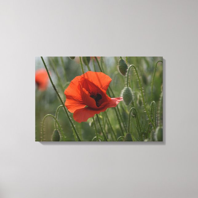 Canvas Print - Wild Red Poppy (Front)